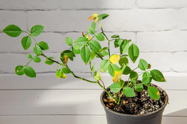 9 problemas que causam folhas amarelas em plantas