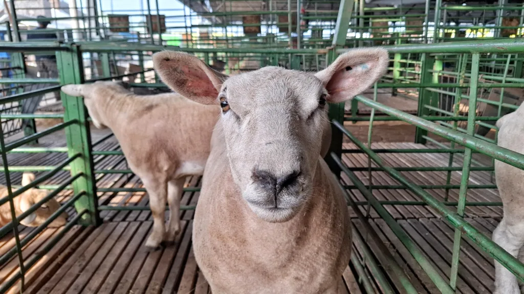 Primeiras “estrelas” da 47ª Expointer começam a chegar no Parque Assis Brasil