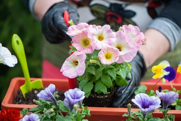 como cultivar Petúnias