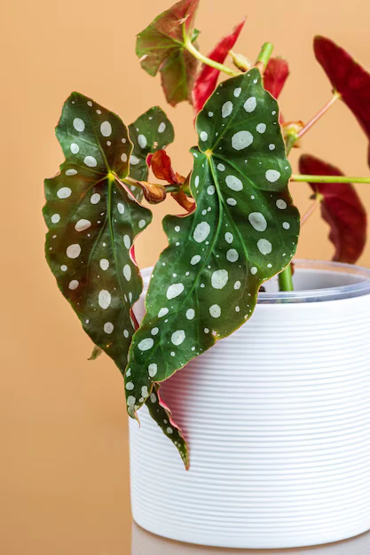 Begonia maculata