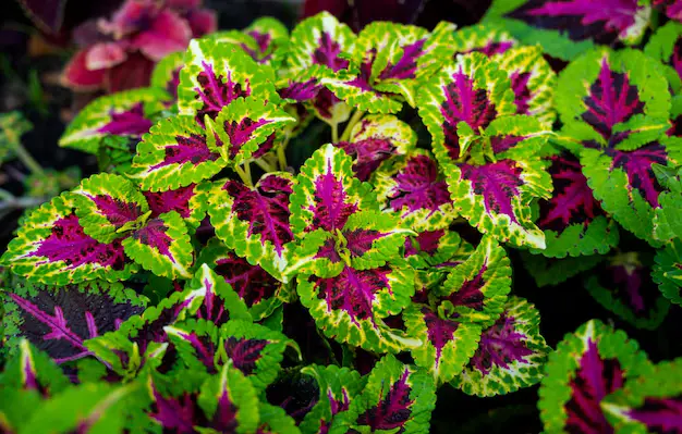 Coleus, o Coração-Magoado