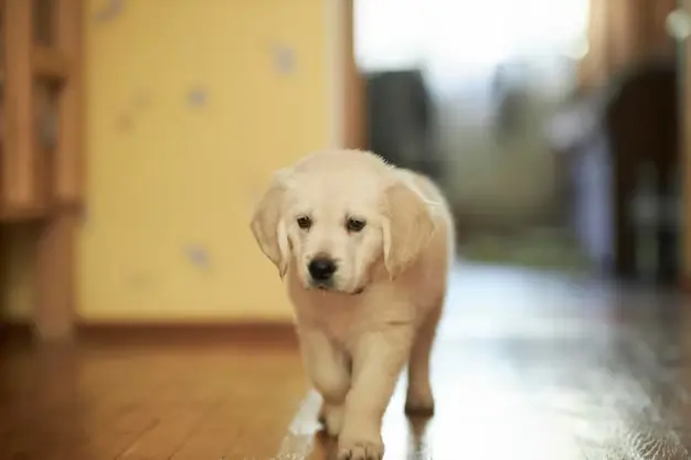 Criando um Golden Retriever