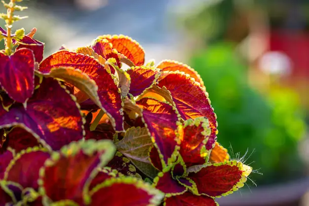 Coleus, o Coração-Magoado