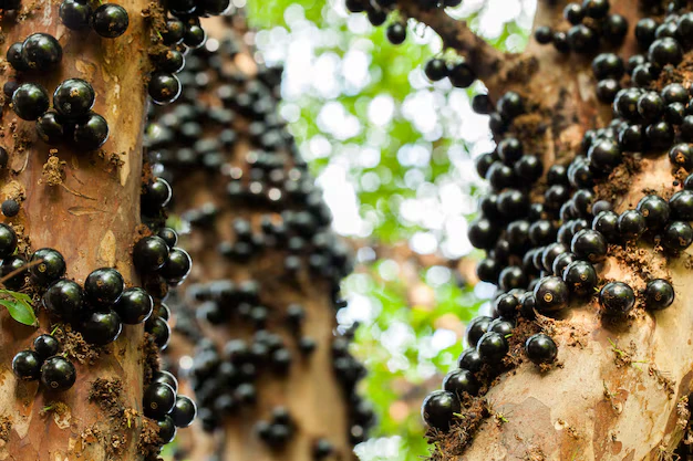 receitas fáceis com Jabuticaba