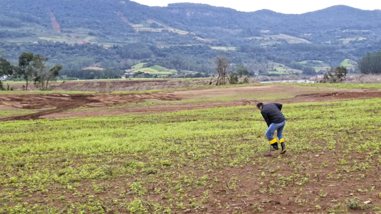 O cultivo de plantas de cobertura do solo em rotação com culturas comerciais, é a única estratégia realmente capaz de recuperar as propriedades biológicas, físicas e químicas dos solos degradados - Foto: Sec. da Agricultura