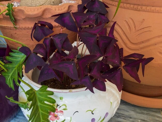 Trevo-Roxo Oxalis triangularis