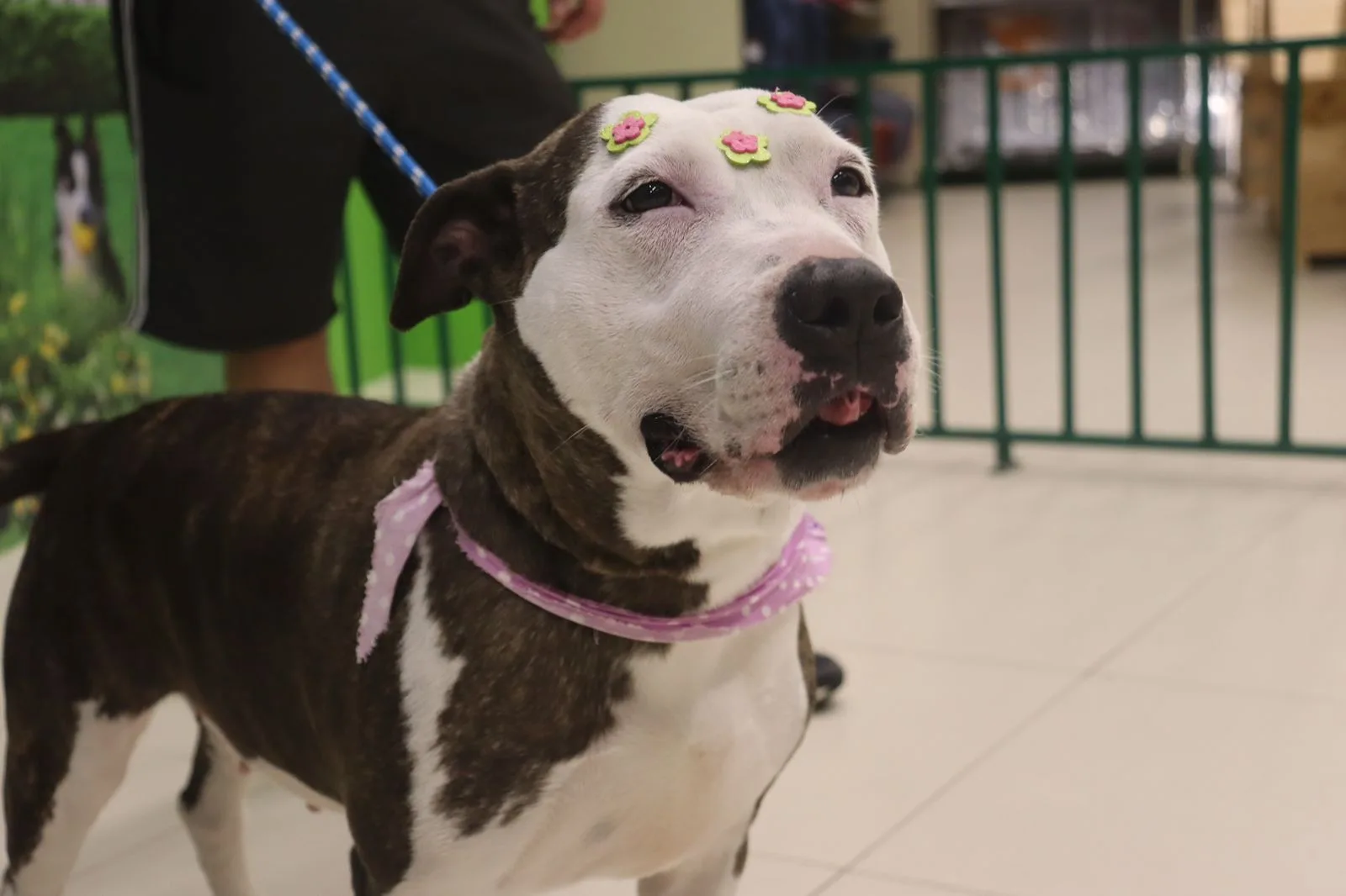 24 cães estarão disponíveis para adoção, domingo, no Villagio Caxias. (Foto: Juliana Masetto)