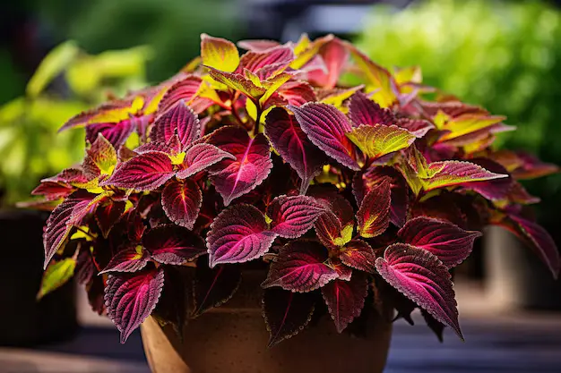 Coleus, o Coração-Magoado