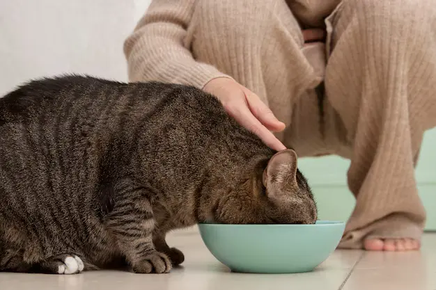 alimentos tóxicos para os cães e gatos