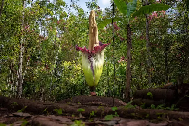 Flor-Cadáver amorphophallus-titanum