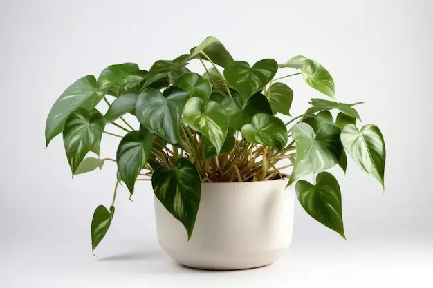 Philodendron hederaceum