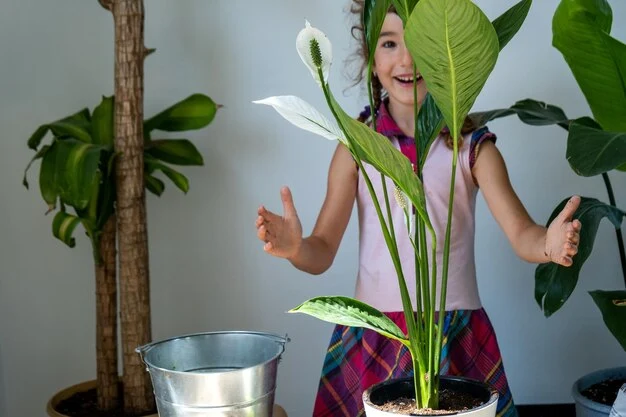 plantas que refrescam Lirio-da-paz