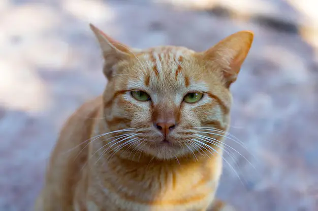 cor da pelagem dos gatos e sua personalidade