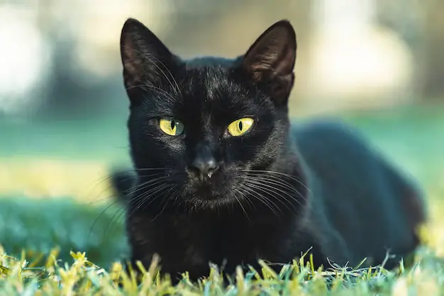 cor da pelagem dos gatos e sua personalidade