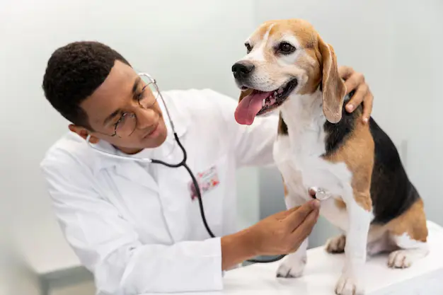 Dia do Veterinário