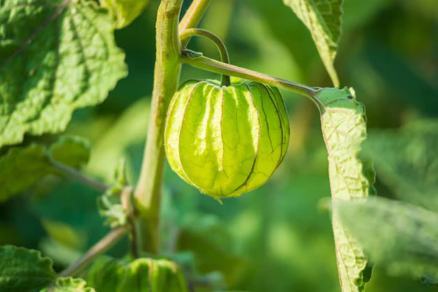 Como plantar Physalis 