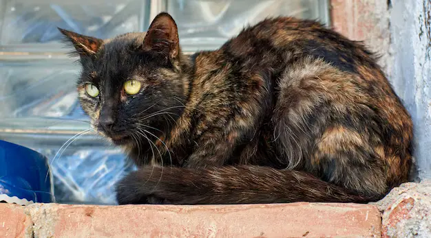 cor da pelagem dos gatos e sua personalidade