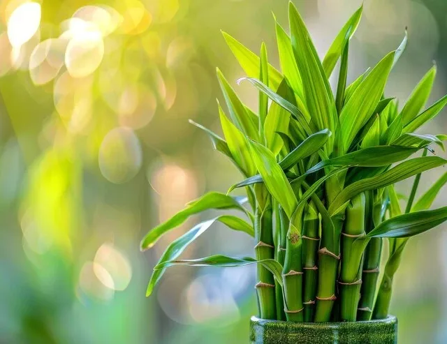 Aprenda a cultivar bambu da sorte