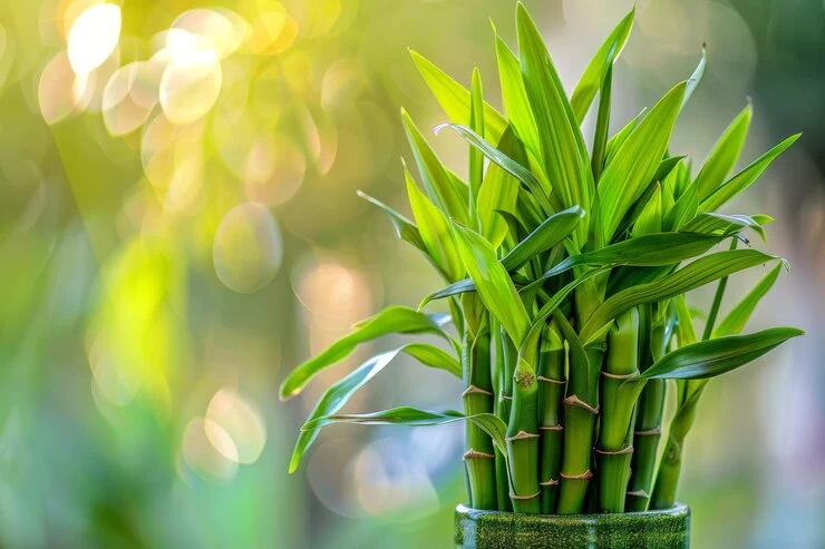 Aprenda a cultivar bambu da sorte