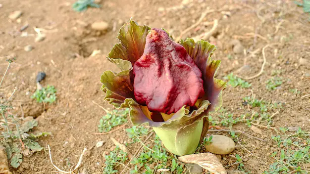 Flor-Cadáver amorphophallus-titanum