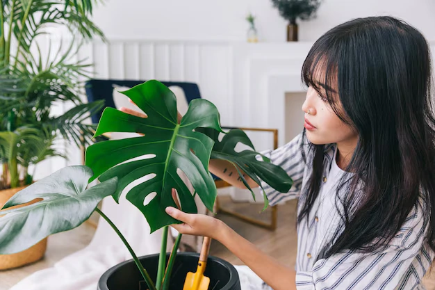 Monstera, a costela-de-Adão