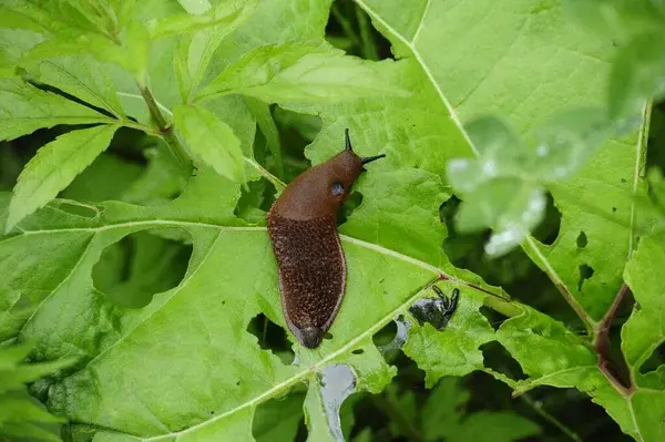 eliminar lesmas e caracóis