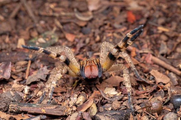 Aranha Armadeira