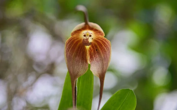 Orquidea Cara de Macaco Dracula simia