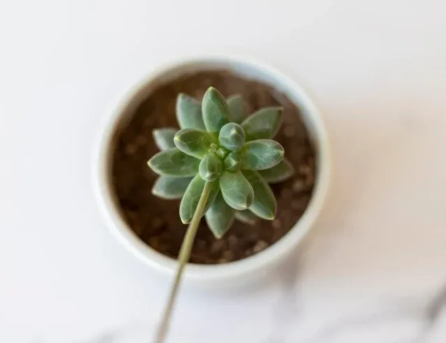 Veja como cultivar a famosa Planta Diamante