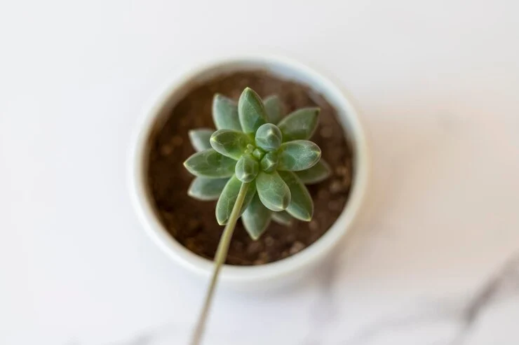 Veja como cultivar a famosa Planta Diamante