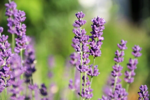 5 formas de usar a lavanda