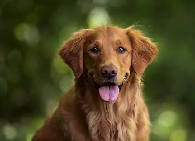 Criando um Golden Retriever