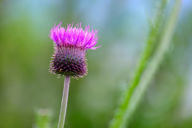 Tudo-sobre-o-cardo-roxo