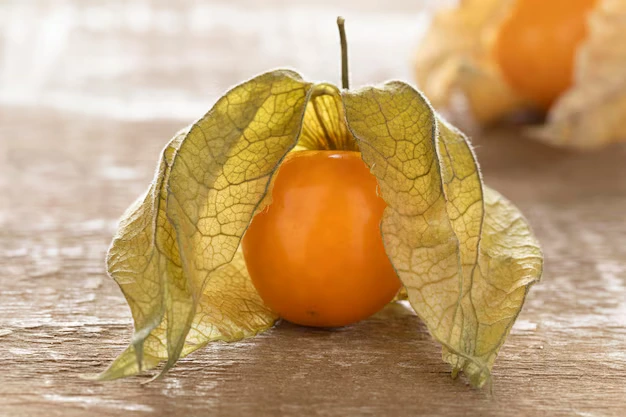 Como plantar Physalis