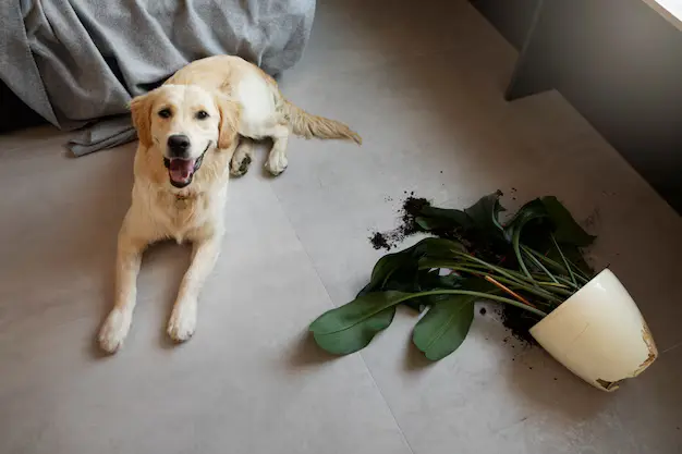 5 tipos de plantas tóxicas para os pets e seus riscos