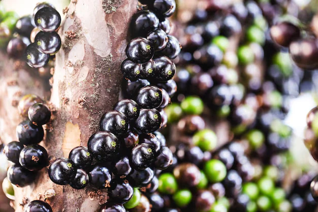 receitas fáceis com Jabuticaba