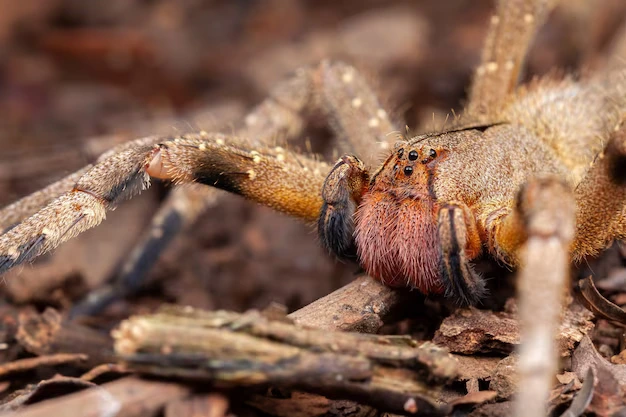 Aranha Armadeira