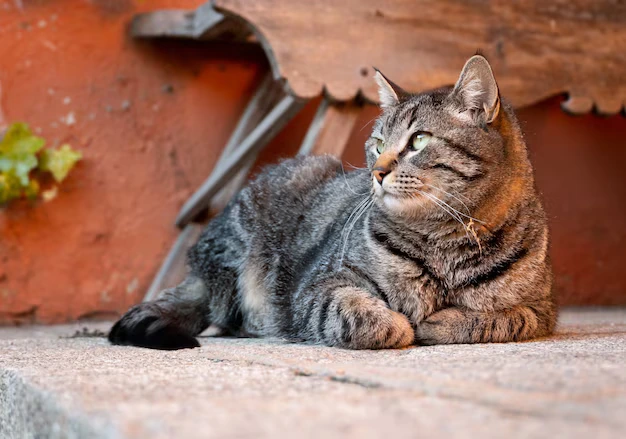 Use esta mistura e seu gato não fará mais xixi