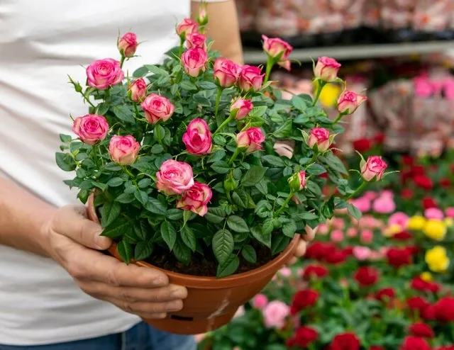 Rosas de pitimini ou mini rosas