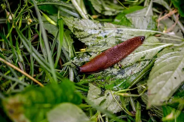 eliminar lesmas e caracóis