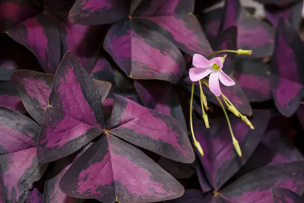 Trevo-Roxo Oxalis triangularis