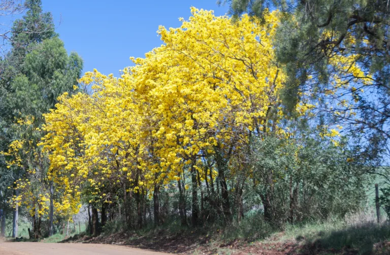 Primavera será de tempo mais seco no Rio Grande do Sul