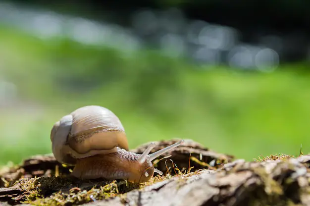 eliminar lesmas e caracóis