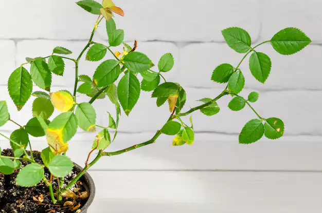 9 problemas que causam folhas amarelas em plantas