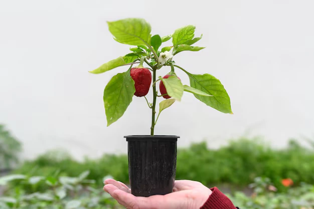 plantar pimentão em pequenos vasos