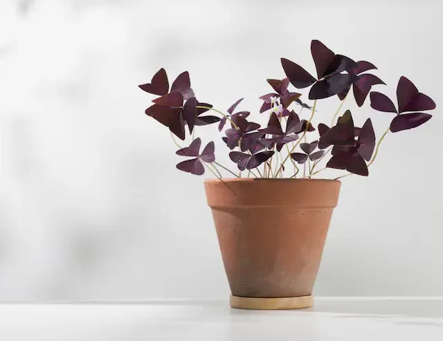 Trevo-Roxo Oxalis triangularis