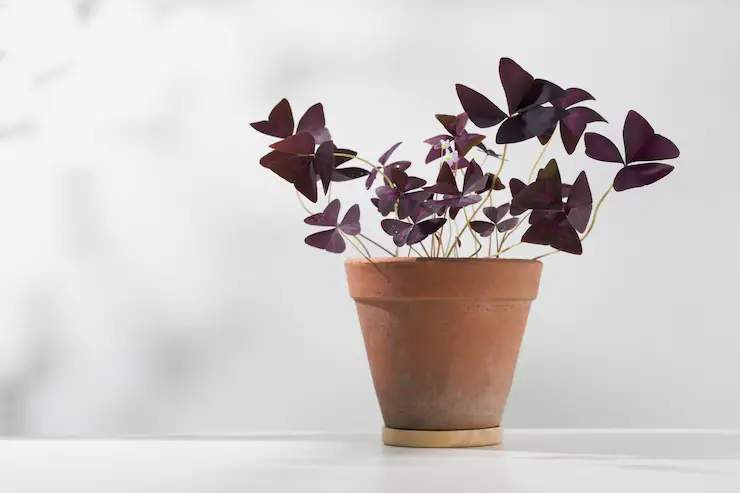 Trevo-Roxo Oxalis triangularis