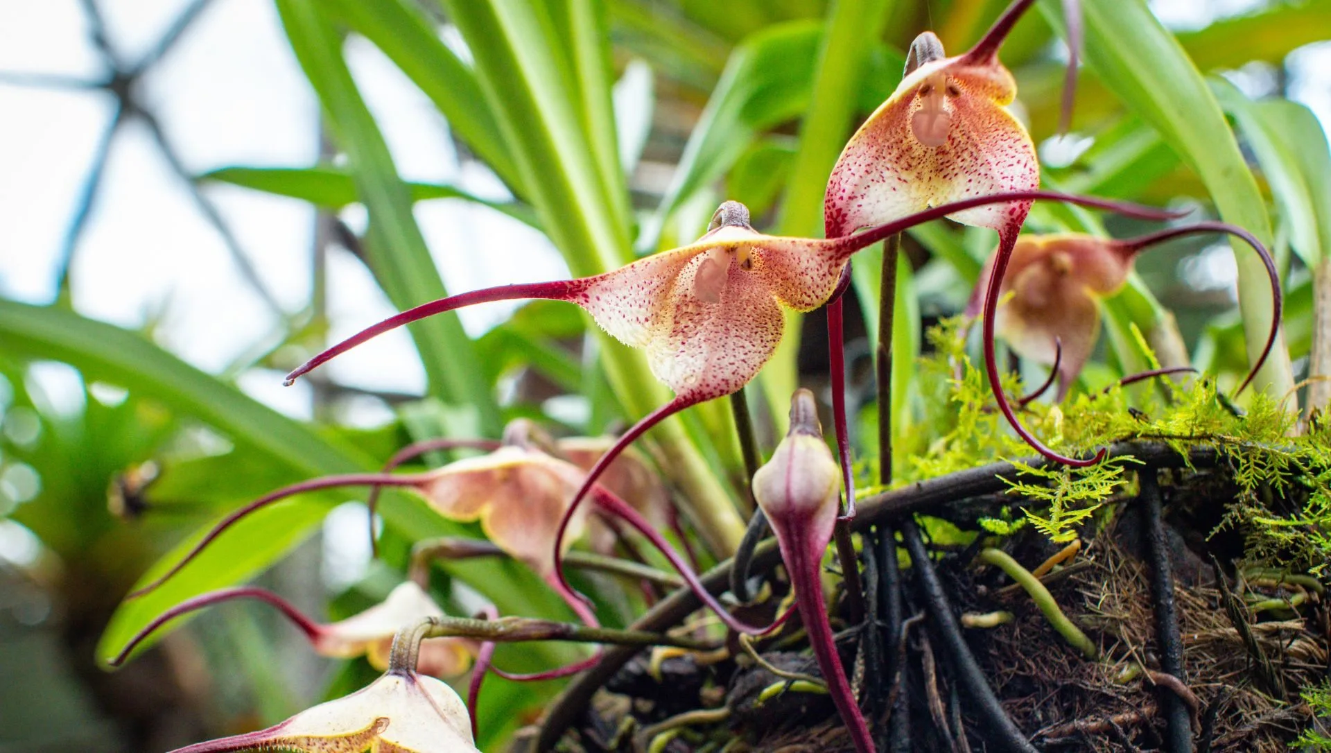 Orquidea Cara de Macaco Dracula simia