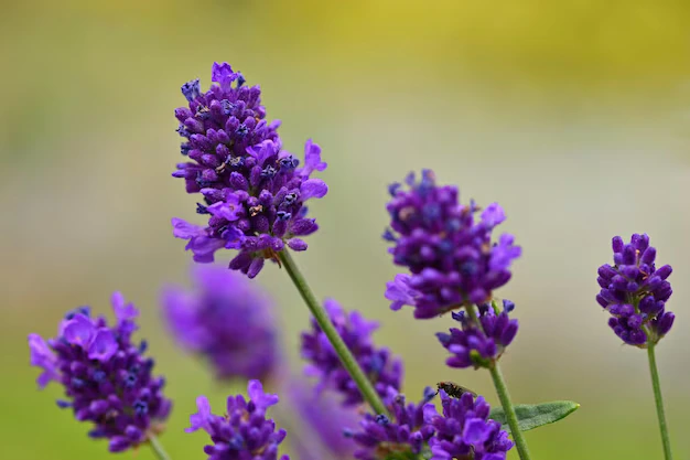 5 formas de usar a lavanda