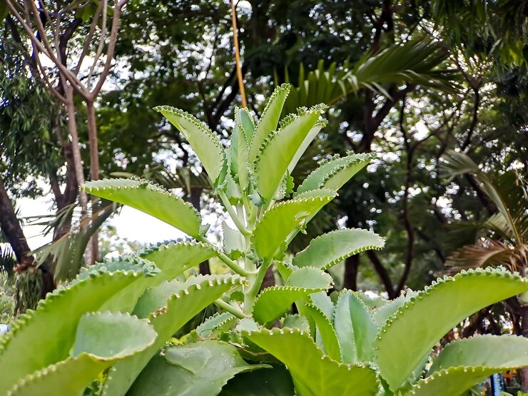 cuidados com a suculenta mãe de milhares